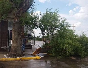 fbHistorical Tree-Storm Damage